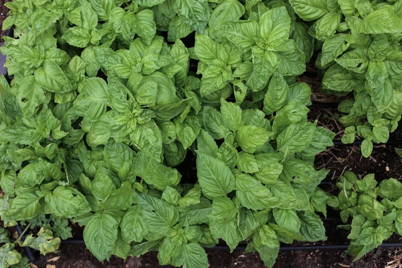 Basil