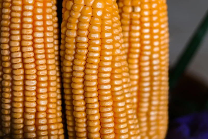 Corn