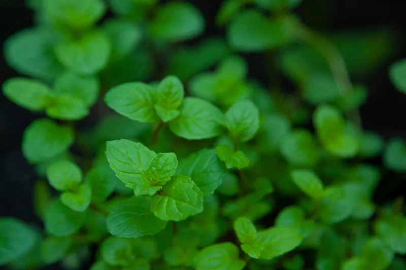 Mint