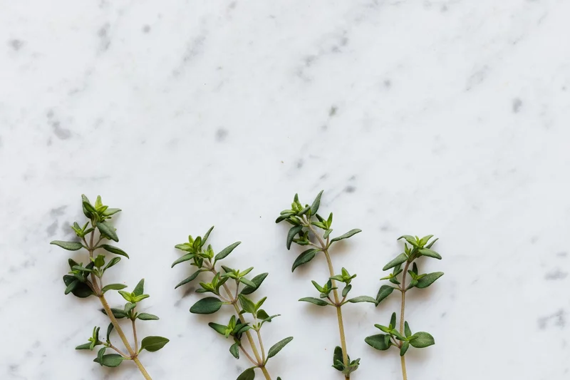 Thyme